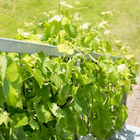 Frühstückspension Suisse Den Haag