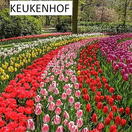 Suisse 헤이그
