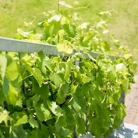 Bed & Breakfast Suisse 4*