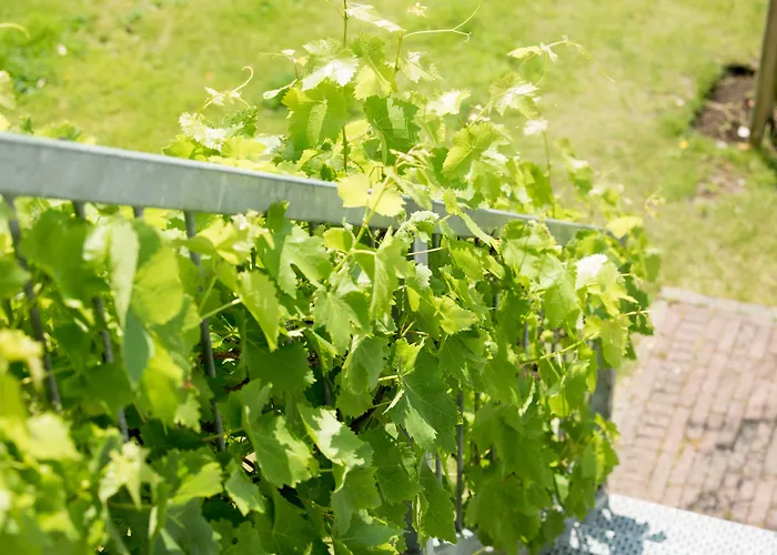 Bed & Breakfast Suisse Haag